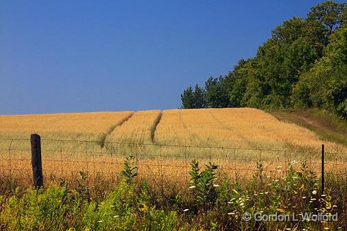 Golden Field_05561.jpg - Photographed near Keene Ontario, Canada.